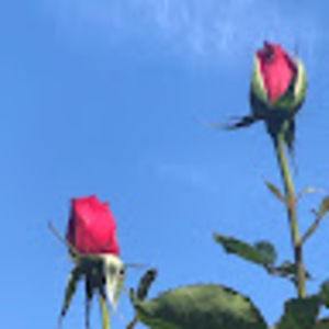 Meet your Posher, Tao